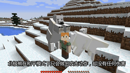 我的世界怎么把北极熊带回家 我的世界圈养北极熊方法-游侠手游